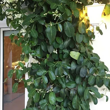 Pelagia * Svoronata